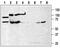 Purinergic Receptor P2X 7 antibody, PA5-77668, Invitrogen Antibodies, Western Blot image 