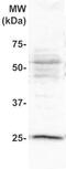 Placenta Enriched 1 antibody, TA354854, Origene, Western Blot image 
