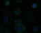 TNF Receptor Superfamily Member 11b antibody, NBP2-76903, Novus Biologicals, Immunofluorescence image 