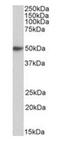 High affinity immunoglobulin epsilon receptor subunit alpha antibody, orb195356, Biorbyt, Western Blot image 