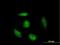 V(D)J recombination-activating protein 2 antibody, H00005897-B01P, Novus Biologicals, Immunofluorescence image 