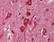Cytochrome C, Somatic antibody, 49-095, ProSci, Immunohistochemistry frozen image 