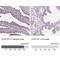 Cilia And Flagella Associated Protein 157 antibody, NBP1-90934, Novus Biologicals, Immunohistochemistry paraffin image 