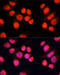 Chromosome Alignment Maintaining Phosphoprotein 1 antibody, 14-102, ProSci, Immunofluorescence image 