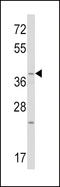 Wnt Family Member 1 antibody, LS-C160627, Lifespan Biosciences, Western Blot image 