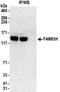 Protein FAM83H antibody, NBP2-32218, Novus Biologicals, Immunoprecipitation image 