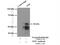 Nuclear Factor I C antibody, 16399-1-AP, Proteintech Group, Immunoprecipitation image 