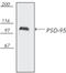 Discs Large MAGUK Scaffold Protein 4 antibody, GTX13552, GeneTex, Western Blot image 