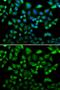 NHL Repeat Containing E3 Ubiquitin Protein Ligase 1 antibody, GTX32750, GeneTex, Immunocytochemistry image 