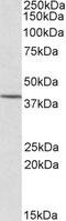 Cytohesin 1 Interacting Protein antibody, EB05366, Everest Biotech, Western Blot image 