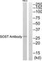 Sclerostin antibody, TA315437, Origene, Western Blot image 