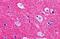 Regulating synaptic membrane exocytosis protein 2 antibody, GTX31772, GeneTex, Immunohistochemistry paraffin image 