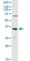 Aquaporin-7 antibody, H00000364-D01P, Novus Biologicals, Western Blot image 