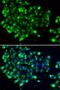 N-acetyltransferase 9 antibody, orb373567, Biorbyt, Immunofluorescence image 