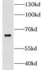 G Protein-Coupled Receptor 108 antibody, FNab03590, FineTest, Western Blot image 