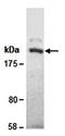 Laminin subunit beta-1 antibody, orb66943, Biorbyt, Western Blot image 