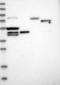 Potassium Voltage-Gated Channel Subfamily D Member 3 antibody, NBP1-82864, Novus Biologicals, Western Blot image 