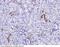 Epidermal Growth Factor antibody, 80446-T24, Sino Biological, Immunohistochemistry frozen image 