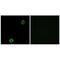ATP Binding Cassette Subfamily A Member 13 antibody, PA5-49985, Invitrogen Antibodies, Immunofluorescence image 
