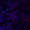 Leukocyte Immunoglobulin Like Receptor A5 antibody, MA5-24330, Invitrogen Antibodies, Immunocytochemistry image 