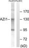 5-azacytidine-induced protein 1 antibody, A30566, Boster Biological Technology, Western Blot image 