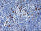 Joining Chain Of Multimeric IgA And IgM antibody, LS-C786791, Lifespan Biosciences, Immunohistochemistry frozen image 