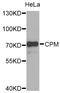 Carboxypeptidase M antibody, STJ28648, St John
