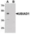 UbiA Prenyltransferase Domain Containing 1 antibody, PA5-38035, Invitrogen Antibodies, Western Blot image 