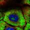 Ribosomal Protein L7 antibody, HPA058373, Atlas Antibodies, Immunofluorescence image 