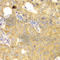 Receptor For Activated C Kinase 1 antibody, A2560, ABclonal Technology, Immunohistochemistry paraffin image 