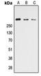 C-C Motif Chemokine Ligand 26 antibody, orb235060, Biorbyt, Western Blot image 