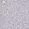 Myosin Binding Protein C, Fast Type antibody, MA5-24631, Invitrogen Antibodies, Immunohistochemistry frozen image 