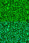 Coenzyme Q7, Hydroxylase antibody, 23-170, ProSci, Immunofluorescence image 
