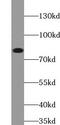 Ald antibody, FNab00036, FineTest, Western Blot image 
