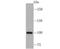 Ubiquitin Specific Peptidase 11 antibody, NBP2-66771, Novus Biologicals, Western Blot image 