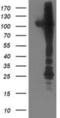 Serine/threonine-protein kinase Nek9 antibody, NBP2-01070, Novus Biologicals, Western Blot image 