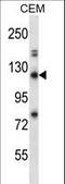 CtIP antibody, LS-C162482, Lifespan Biosciences, Western Blot image 