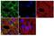 Lymphocyte antigen 6A-2/6E-1 antibody, 701919, Invitrogen Antibodies, Immunofluorescence image 