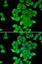 SgII antibody, orb247429, Biorbyt, Immunocytochemistry image 