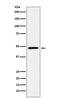 Nuclear receptor subfamily 2 group E member 1 antibody, M04767, Boster Biological Technology, Western Blot image 