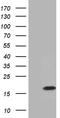 PRELI Domain Containing 2 antibody, LS-C795596, Lifespan Biosciences, Western Blot image 