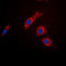 TBC1 Domain Family Member 4 antibody, LS-C368534, Lifespan Biosciences, Immunofluorescence image 