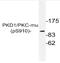 Protein Kinase D1 antibody, AP20902PU-N, Origene, Western Blot image 