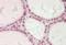 Polycomb protein EED antibody, orb376326, Biorbyt, Immunohistochemistry paraffin image 