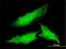 Ornithine Decarboxylase 1 antibody, H00004953-M01, Novus Biologicals, Immunofluorescence image 