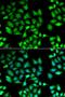 Mitochondrial Ribosomal Protein L11 antibody, orb373267, Biorbyt, Immunofluorescence image 