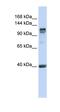 Regulatory Factor X1 antibody, orb333107, Biorbyt, Western Blot image 