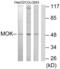 MOK Protein Kinase antibody, abx013856, Abbexa, Western Blot image 