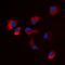 Calcium/Calmodulin Dependent Protein Kinase Kinase 2 antibody, orb47964, Biorbyt, Immunofluorescence image 