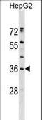 Endoplasmic Reticulum Protein 27 antibody, LS-C159566, Lifespan Biosciences, Western Blot image 